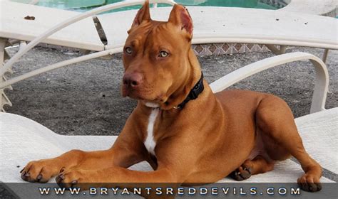 Please do your part in supporting this incredible breed and DO NOT support backyard breeders. . Old family red nose pitbull for sale